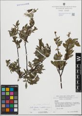 Foto von Salix foetida Schleich. ex DC. x Salix waldsteiniana Willd.